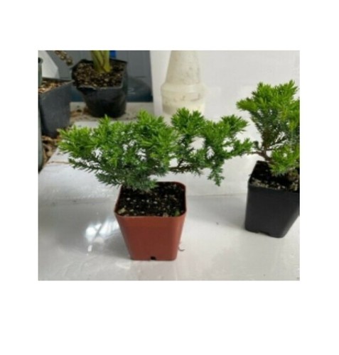 Juniper Two Tree Live Bonsai Garden 4'' Pot with Fishman | 5" Live Indoor Plant - Picture 4 of 4