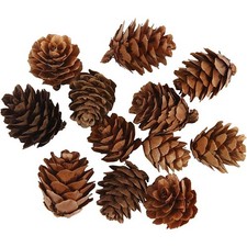 Larch Cones, 12 Pieces, 1 Pack