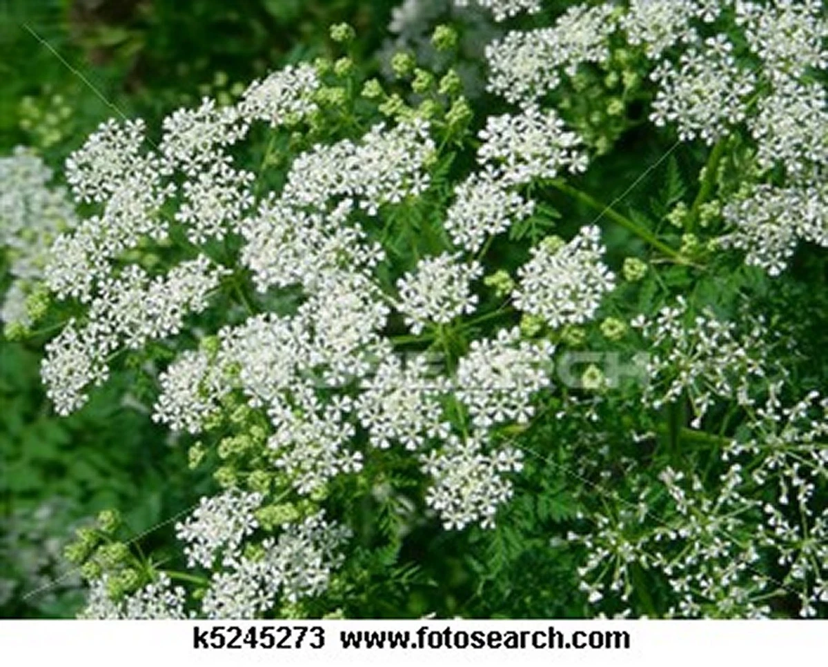 Queen anne's lace plants for sale deals