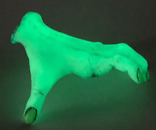 Neil Eyre Designs Halloween horror monster severed Crawling Hand glow dark set 2 - Bild 7 von 9
