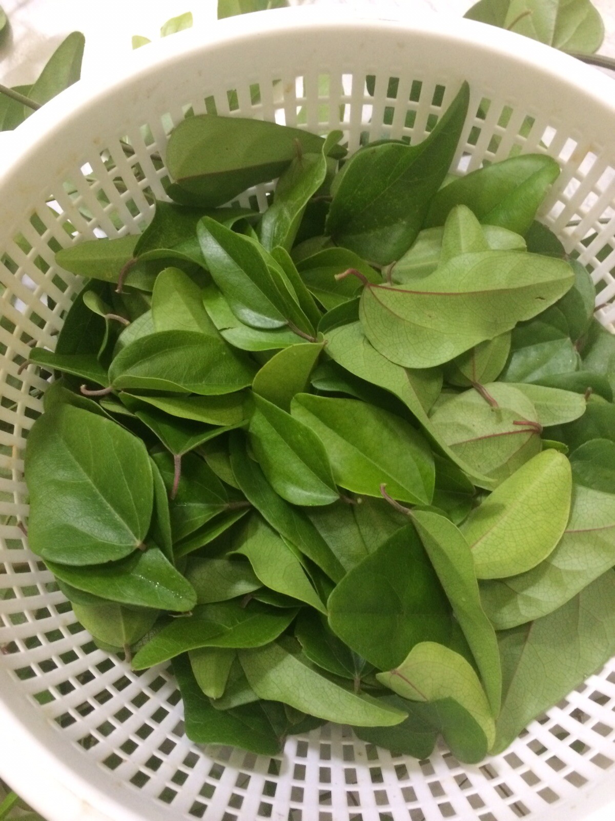 Grass Jelly Vine / Cây Lá Sương Sâm Tropical Plant 5”9” In 3” Pot eBay