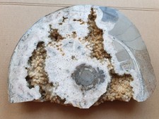 Riesiger gesägter Ammonit mit Kristallen - Dogger - Sengenthal - alte Sammlung