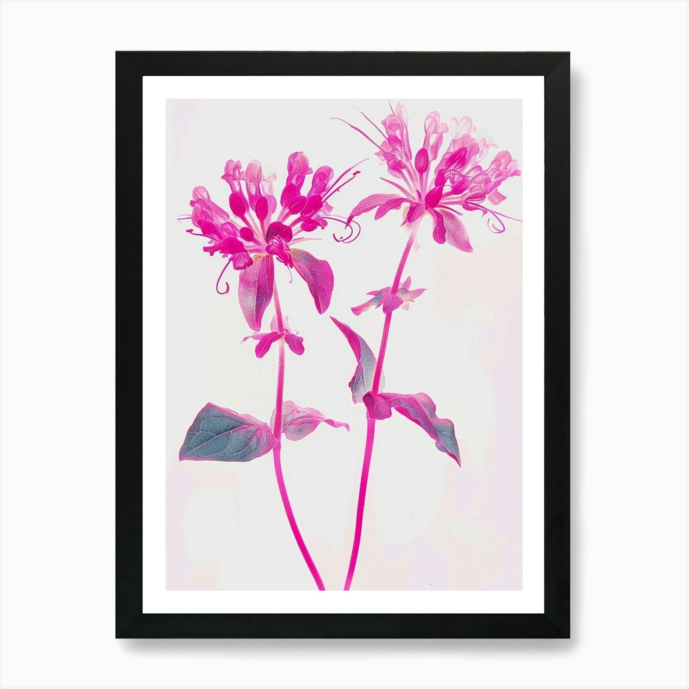 Hot Pink Bee Balm 2 Art Print Framed Wall Art Poster Canvas Print Picture