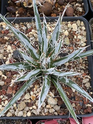 Rare Succulent  Plant Agave tomeyana spp.bella WYSIWYG Garden Décor Boutique