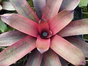 Vriesea David Shiigi Hybrid Mauna Kea x Sherlette’s Pride Bromeliad Bromeliads