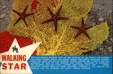 The Walking Star Sea Life vintage postcard r176
