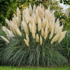 White Pampas Ornamental Grass Seeds. USA Seeds. Organic. Ships free