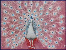 Pink Peacock Counted Cross Stitch Chart No.18-104