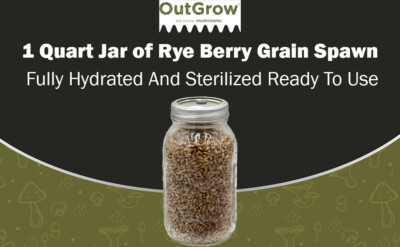 Sterilized Rye Berry Grain Spawn Jars | Quart Size | Mushroom Substrate
