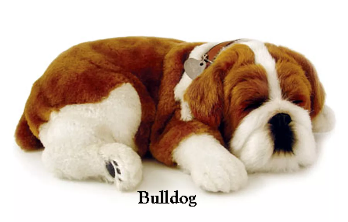 BULLDOG - Il cucciolo che respira - PERFECT PETZZZ