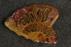Petrified Fossil Ammonite, 3" [Y8-W6-A9] — photo 1