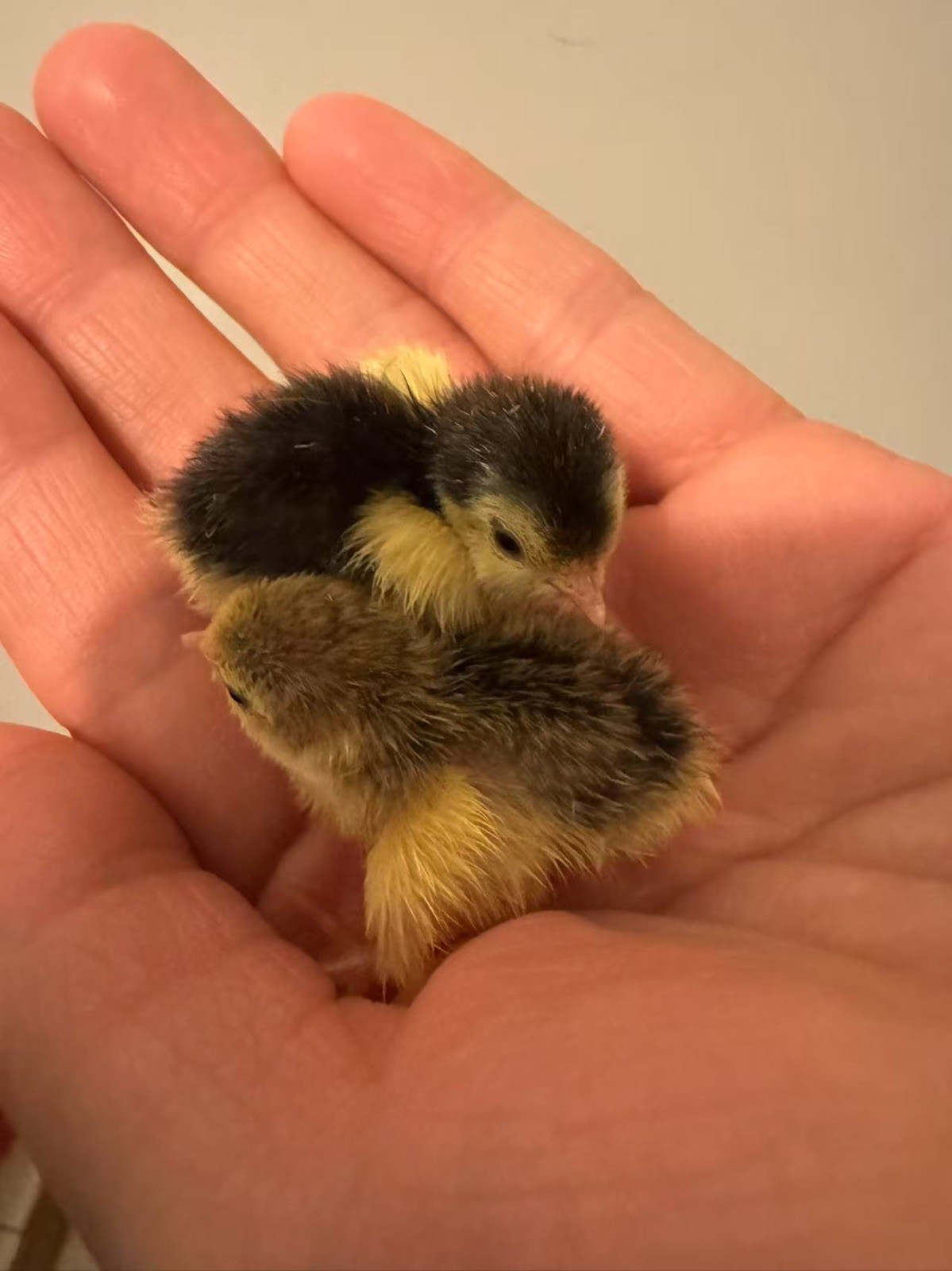 button quail hatching eggs