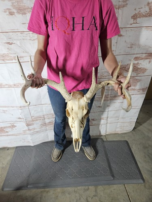 #ad Wild 9 Point Whitetail Deer Antler Rack Horn Skull European Mount Man Cave 118quot; $99.00