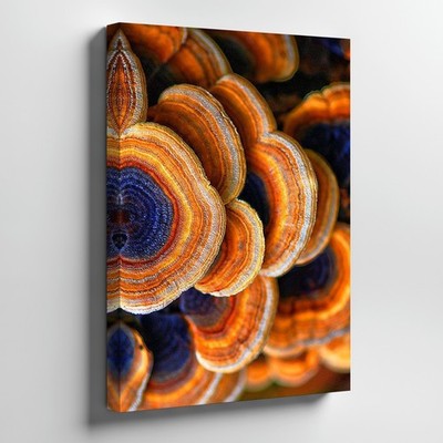 Abstract Close Up Of Orange And Blue Bracket Fungi Canvas Wall Art Nature Home