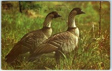 The Nene or Hawaiian Goose Can be Found in Haleakala National Park, Hawaii