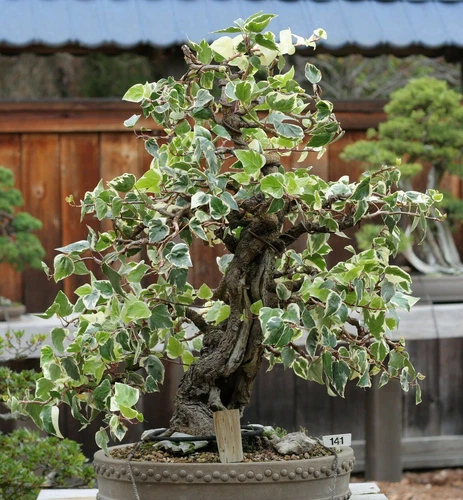 SAMEN Strauch-Efeu / Bonsai-Efeu tolle Pflanzen für draußen neue Saat Terrasse