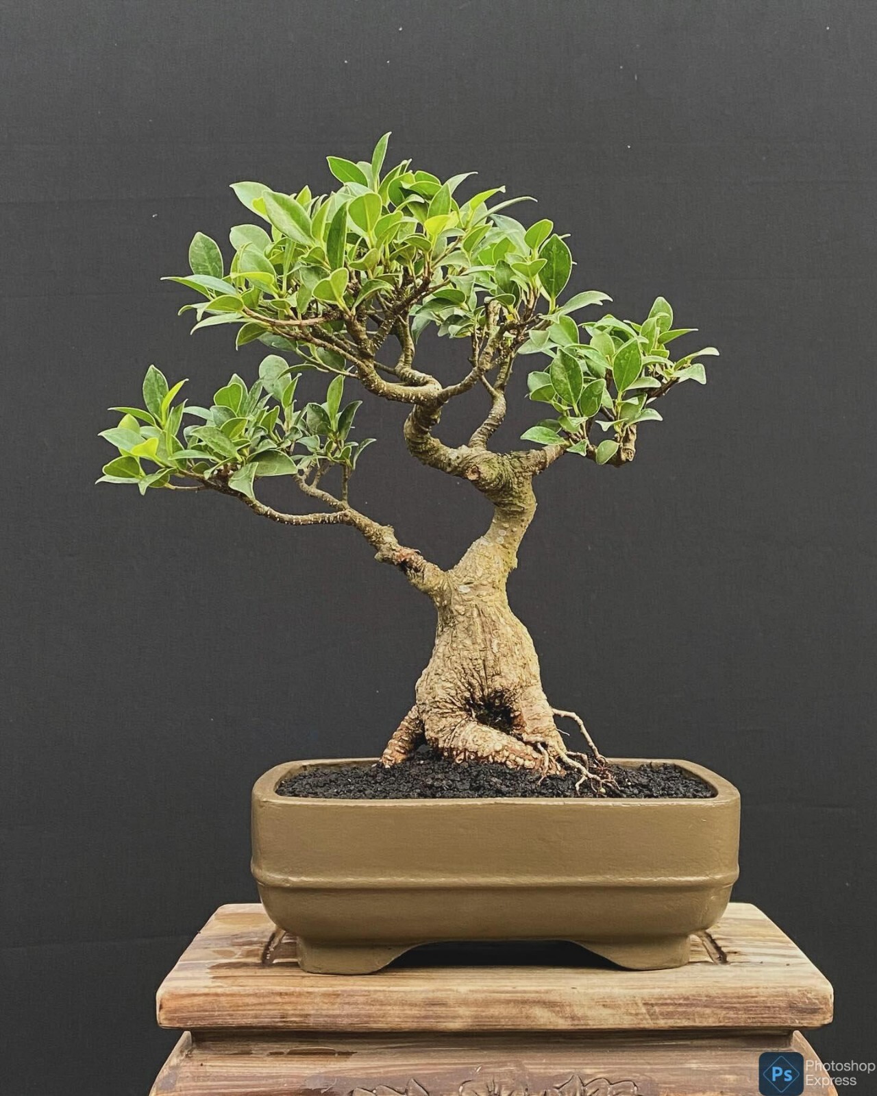 Bonsai Ficus Microcarpa | Bonsai Ficus | Bonsai Hermoso | Bonsai Pequeño |