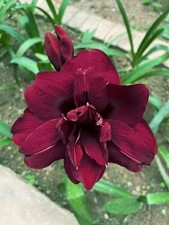Amaryllis Double Flowering Bulbs  Maroon flowers bulbs  Pack of 4 Bulbs
