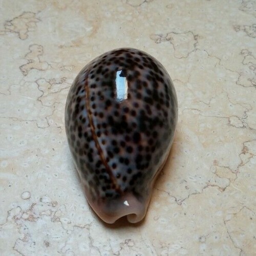 F cypraea pantherina red sea shell very GREAT COLOUR super glossy 78mm F++++ - Picture 4 of 12