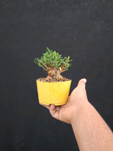Bonsai Di Olivo Selvatico