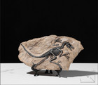 TOP! simulated Jurassic Cretaceous dinosaur skeletal fossil specimens 2.2LB — photo 1