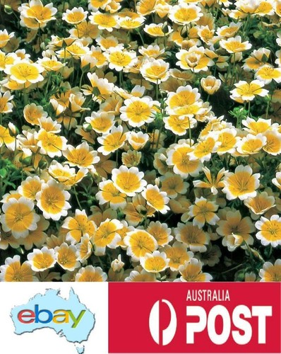 Poached Egg Flower Seeds – Limnanthes douglasii - Picture 3 of 4