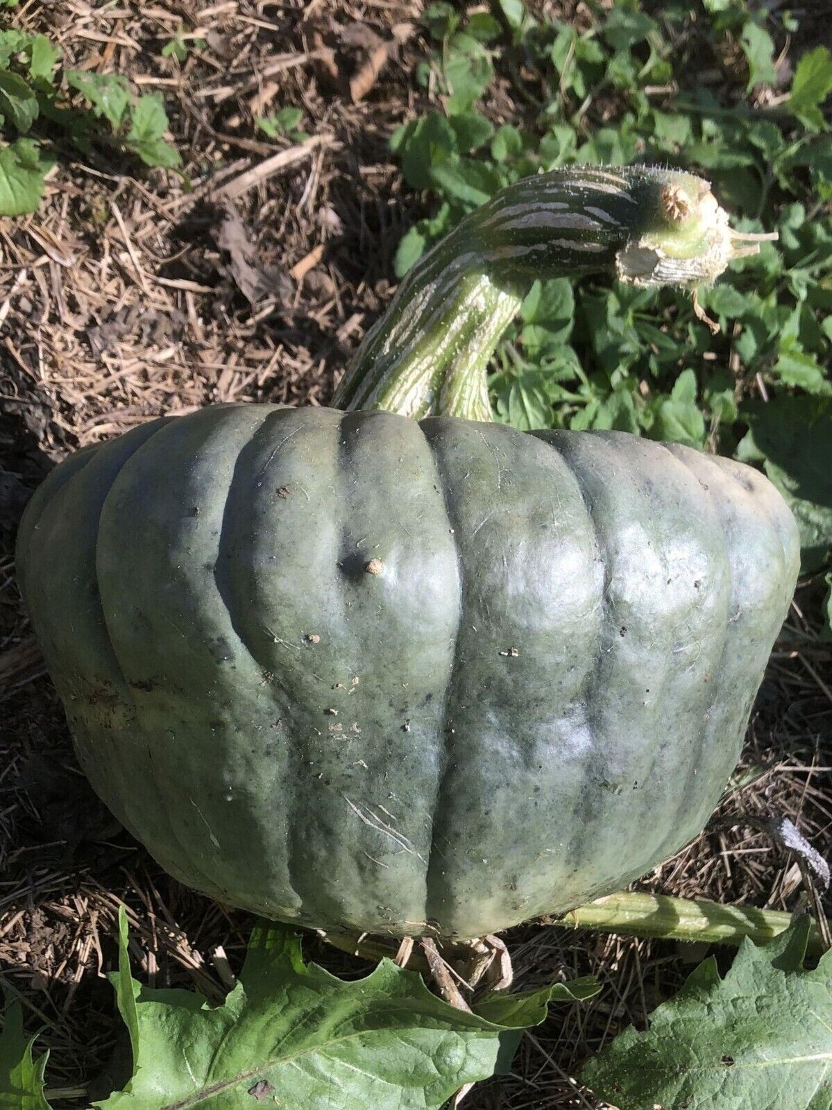 Calabaza Azul Queensland - Calabaza de Australia - 5+ semillas - Semillas - C 098