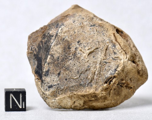 Stunning OSMUNDA fossil fern with ingrown tree root !! from Trimmelkam Austria - Picture 7 of 11