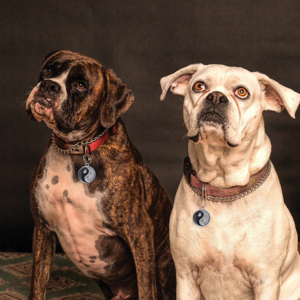 5 Pcs Puppy Name Plate Pet ID Labrador Dog Tags eBay