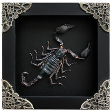Black Scorpion Taxidermy Shadow Box Real Insect Bug Taxidermy Specimen Wall Art