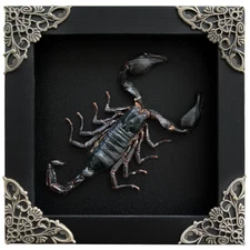 Black Scorpion Taxidermy Shadow Box Real Insect Bug Taxidermy Specimen Wall Art