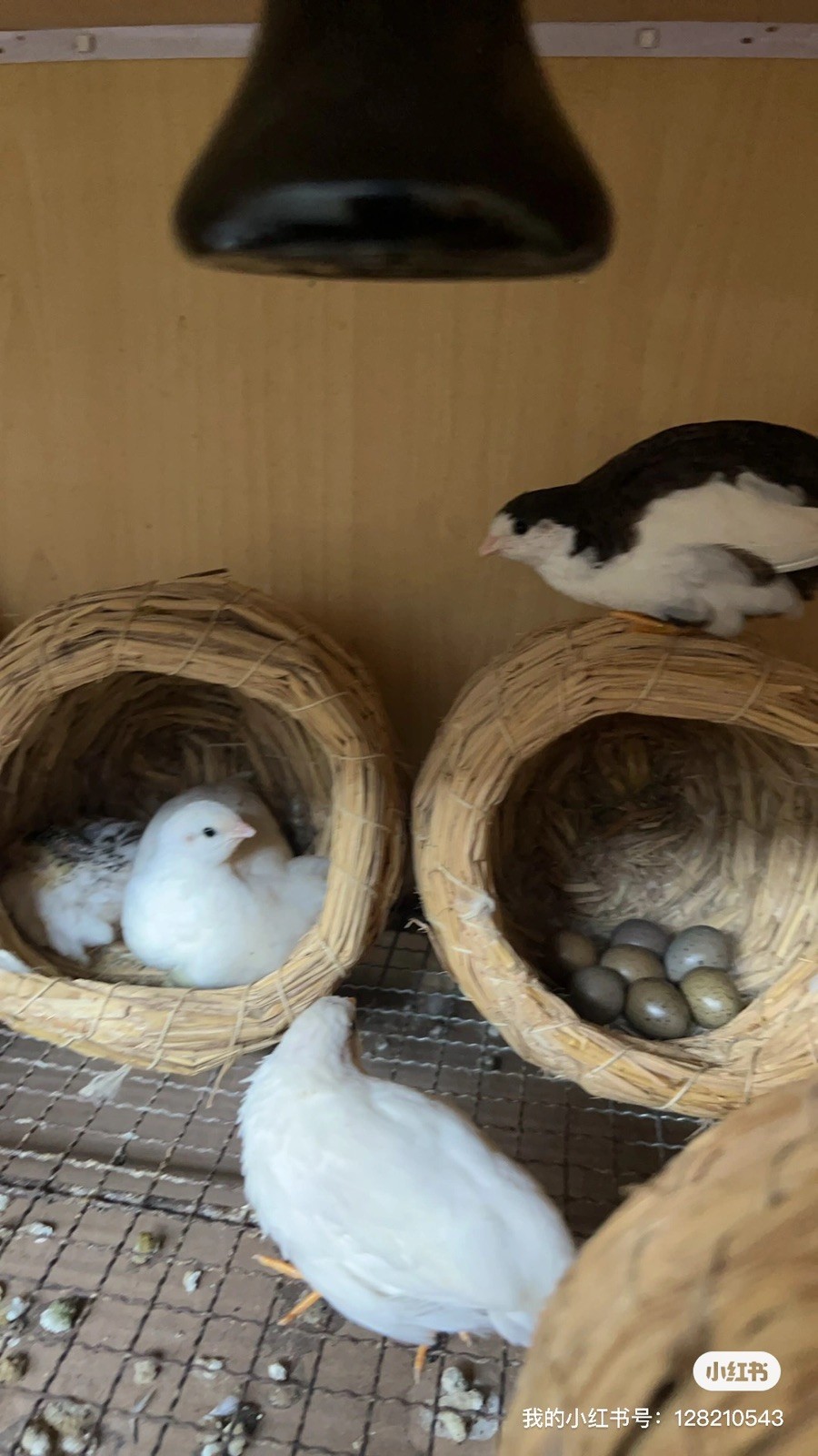 button quail hatching eggs