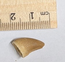 70 Million year old Dinosaur age Late Cretaceous Fossil MOSASAUR TOOTH (#B1883)