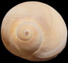 Shark Eye Moon Snails (Neverita duplicat — photo 6
