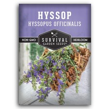 - Hyssop for Planting - 1 Packet with Instructions to Plant and Grow Hyssopus...