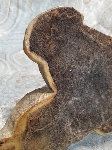 Zwei Wölfe heulende Figur Statue Resin - Bild 15 von 19