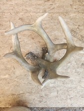 Deer Antler Orb- Resin