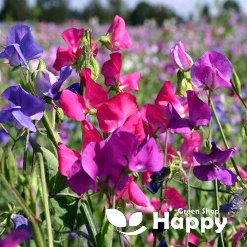 CLIMBING FLOWERS - Vines - Thunbergia Morning Glory Sweet Pea - Flower seeds - Picture 101 of 121