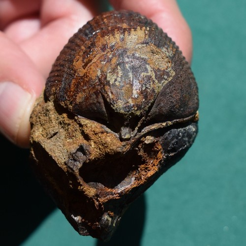 Rare Scaphiocoelia boliviensis Brachiopod Fossil – Devonian Bolivia - Picture 5 of 10