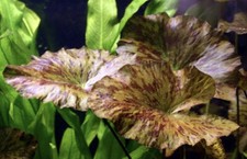 BUY 2 GET 1 FREE Tiger Lotus Nymphaea Zenkeri Red Easy Live Aquarium Plants