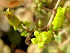 Copper Spoons kalanchoe orgyalis spoon rare succulent exotic plant seed 15 SEEDS