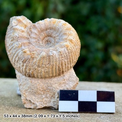 RAR Teloceras lepsiusi Fossil Ammonit - Romani Subzone, Middle Bajocian