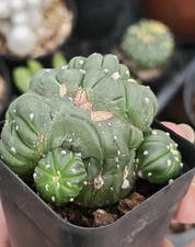 Succulent cactus Plant Astrophytum asterias Mutation conjugation WYSIWYG 5cm