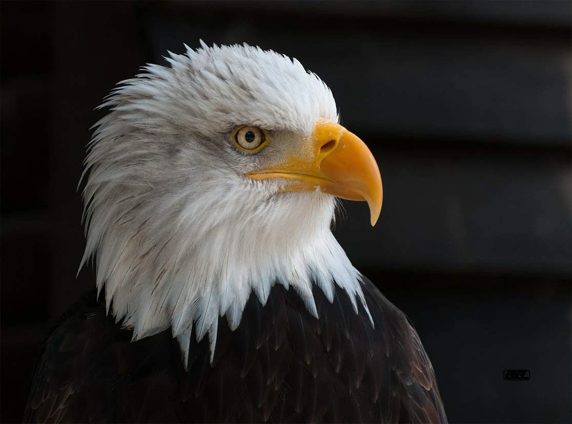 American Bald Eagle Head Kitchen Glass Cutting Board Barn Decorative Gift Ame...