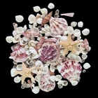 Mixed Small Shells Pink White 100+ Shells + 2  Starfish Crafts Wedding Art Resin