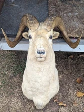 Taxidermy As Is Vintage Dall Sheep Shoulder Mount Hunting Cabin Decor Lodge