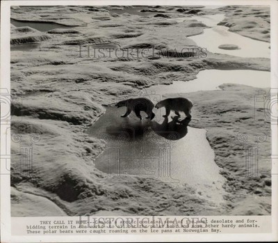 1978 Press Photo Polar Bears Cross Ice at Norwegian Bay, Canada - lra83769