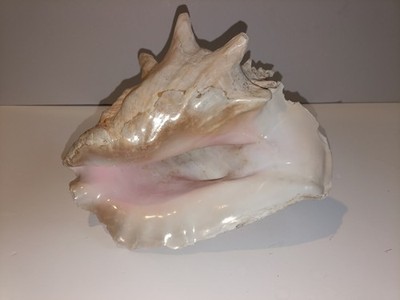 9'' Conch 4 Pound Snail Sea Shell Spiral Pink White Ocean Seashell Tropical