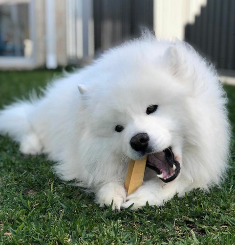 NATURAL HARD YAK CHEESE STICKS CHEWS LONG LASTING ORGANIC DOG TREAT FOR ALL DOGS - Picture 39 of 81