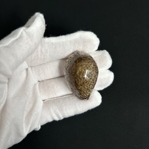 Naria turdus, Cypraea turdus, 39.1mm, Thrush Cowry, cowrie seashell from Florida